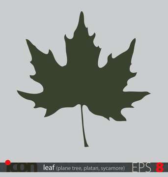 Tree leaf icon or logo (plane tree leaf); vector design on isolated background.