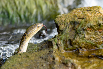 Snake in water sticking tongue out