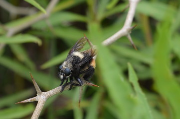 Abeja 