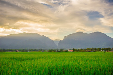 Fototapeta na wymiar Meadow in morning light from Thailand.
