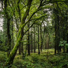 Fototapeta na wymiar Moos bedeckte alte Bäume im Wald