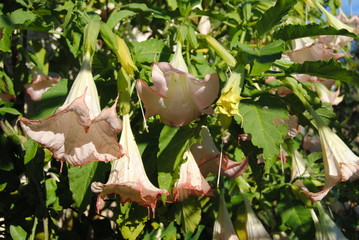 datura