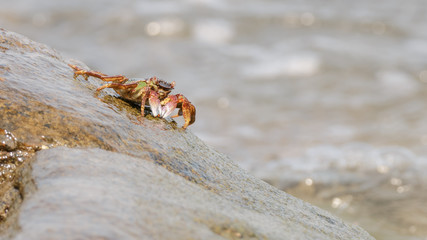 Close-up of the beautiful crab  climbing up the rock and blur the sea background