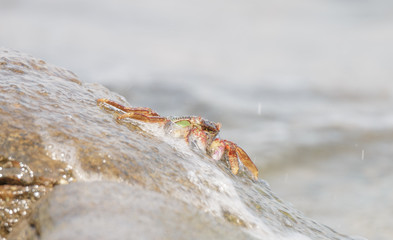Close-up of the beautiful crab  climbing up the rock and blur the sea background
