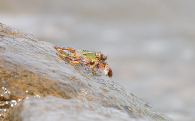 Close-up of the beautiful crab  climbing up the rock and blur the sea background