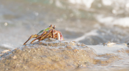 Close-up of the beautiful crab  climbing up the rock and blur the sea background