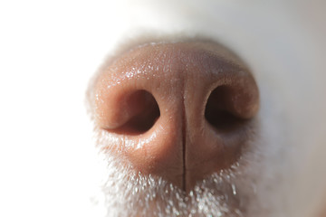 Funny dogs nose