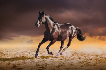 Fototapeta na wymiar Black horse galloping on the sand on sky background