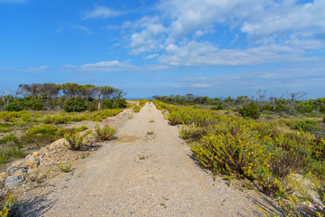 Fototapeta na wymiar road in the plain with vegetation on the sides