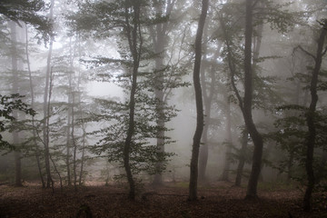 Fog in the forest