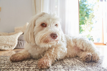 Havanese dog lying on the carpet at home