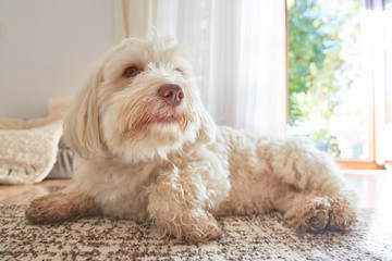 Havanese dog lying on the carpet at home