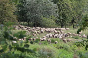 Stado Owiec © roki118