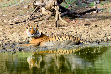 Naklejka na ściany i meble Large male tiger bathing in a muddy lake