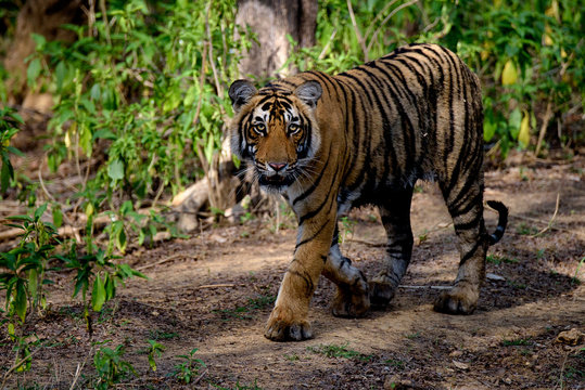 Tiger walking in the woods
