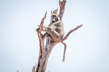 Baboon sitting in a dead tree.