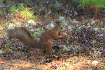 Naklejka na ściany i meble The squirrel holds the cedar cone in paws
