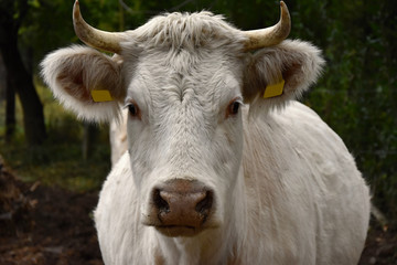 White cow on pasture.