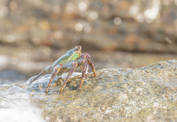 Close-up of the beautiful crab  climbing up the rock and blur the sea background
