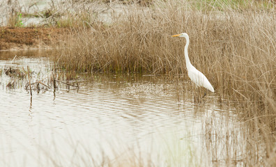 Fototapeta premium egret bird