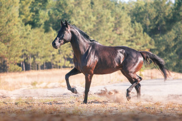 Black horse run on a forest  background on the sand