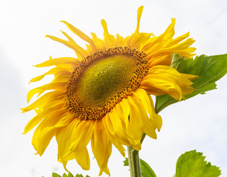 Sunflower on a field against  sky