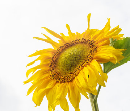Sunflower on a field against  sky. 