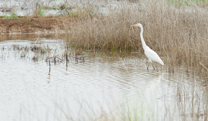 white egret bird