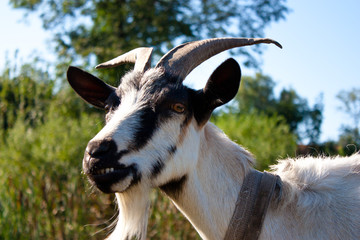 Fototapeta premium Коза скалит зубы
