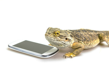 Agama lizard is lying on the white background with empty display of the smart phone. All potential trademarks are removed.