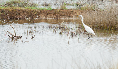 white egret bird
