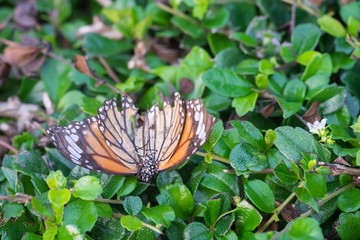 Obraz premium close up of dead butterflies on the bush