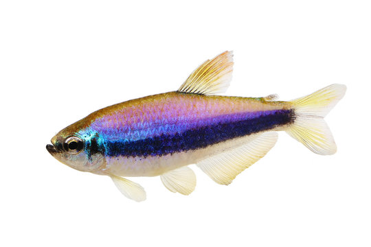Blue Emperor Tetra Inpaichthys kerri tropical aquarium fish isolated