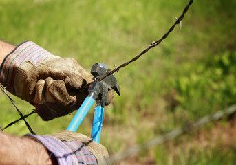 Fencing: Man cutting old barb wire farm fence with hand fencing tool