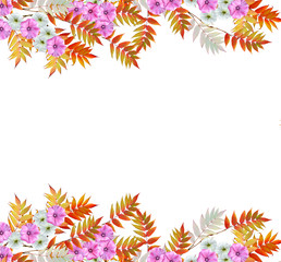 Fototapeta na wymiar lavatera isolated on white background. bright flower
