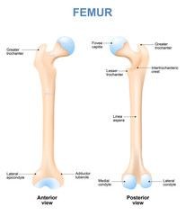 human femur