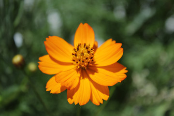 Orange Cosmo