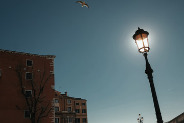 Fototapeta na wymiar Sea gull flies in the sky over an old city