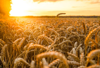 Weizenfeld im Sonnenuntergang