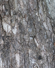 The tuxture on tree bark.