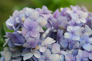 Hydrangea