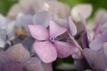 Hydrangea