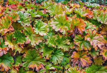Fall leaves background