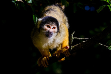 an Squirrel monkey