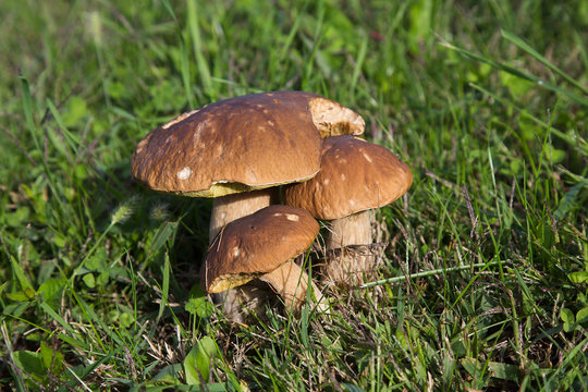 Boletus mushrooms on green grass in forest