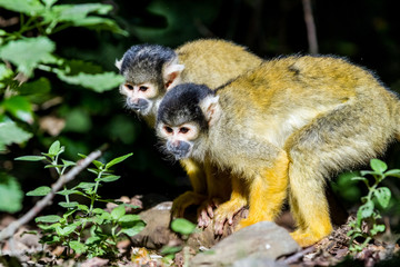an Squirrel monkey