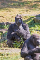 The silverback gorilla