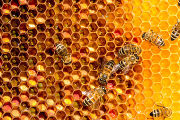 closeup of bees on honeycomb in apiary
