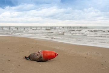 Obraz premium Una boa rossa sulla spiaggia