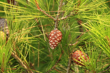 Fresh pine cones and green pine needles on pine tree